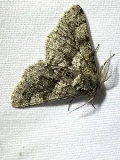 Woolly Gray Moth thumbnail 3
