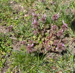 cutleaf deadnettle thumbnail 4