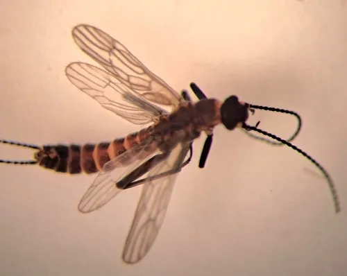 Mt. Cheam Snowfly