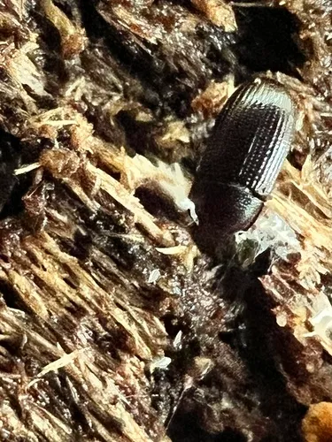 Clamoris americana