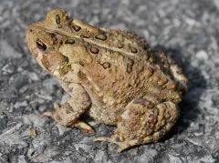 American Toad thumbnail 6