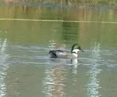 Falcated Duck thumbnail 4