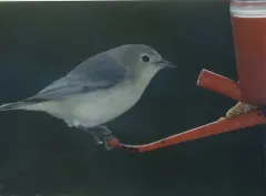 Lucy's Warbler thumbnail 4