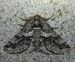 Woolly Gray Moth thumbnail 4
