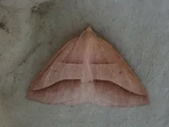 Common Petrophora Moth thumbnail 2