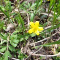 Early Buttercup thumbnail 4