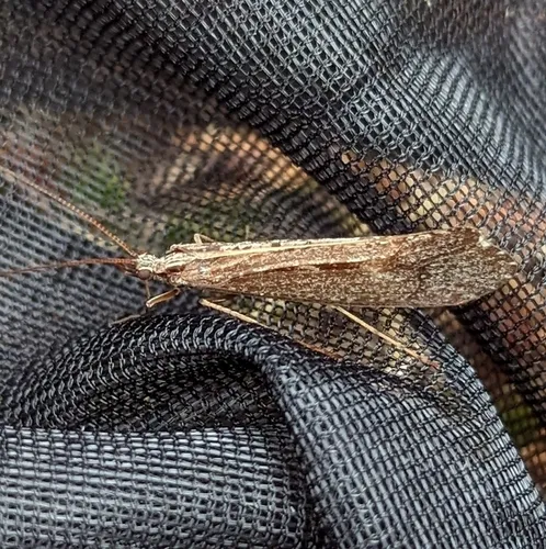 Irrorate Northern Caddisfly