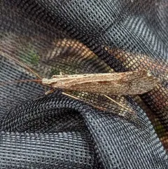 Irrorate Northern Caddisfly thumbnail 1