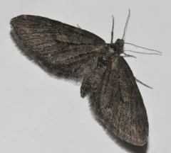 Eupithecia gilvipennata thumbnail 3