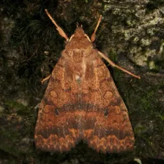 Bicolored Sallow thumbnail 4