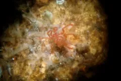 Spiny-thigh Sea Spider thumbnail 2