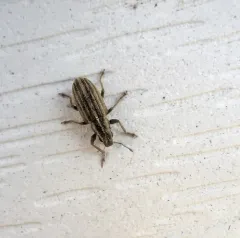 Pea Weevil thumbnail 3