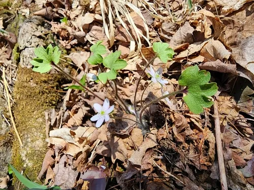 Tranzschelia arthurii