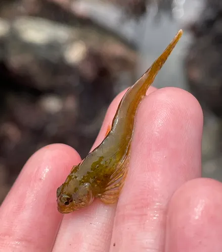 Saddleback Sculpin