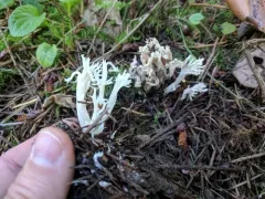 Clavulina reae thumbnail 1