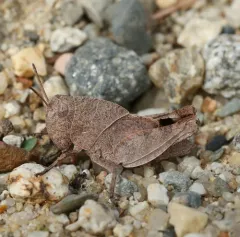 Sulphur-winged Grasshopper thumbnail 1