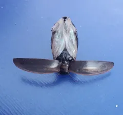Colymbetes sculptilis thumbnail 2