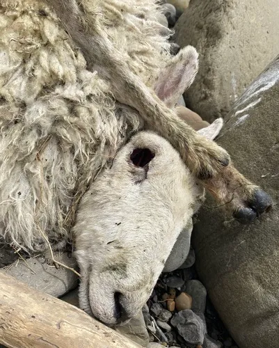 Sheep