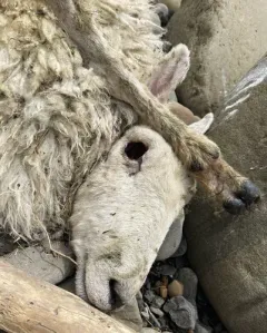Sheep thumbnail 1