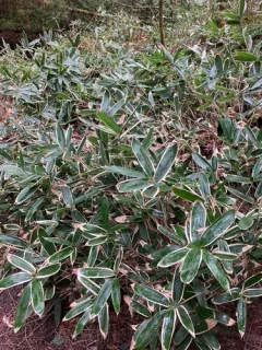 Veitch's Bamboo thumbnail 2