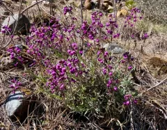 Koehler's rockcress thumbnail 2
