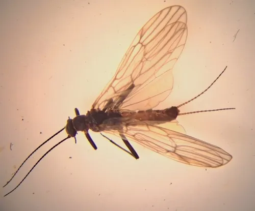 Slender Snowfly
