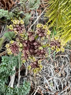 Rone's Desert-Parsley thumbnail 1