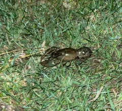 Great Plains Mudbug thumbnail 3