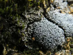 Fuscopannaria cyanolepra thumbnail 3