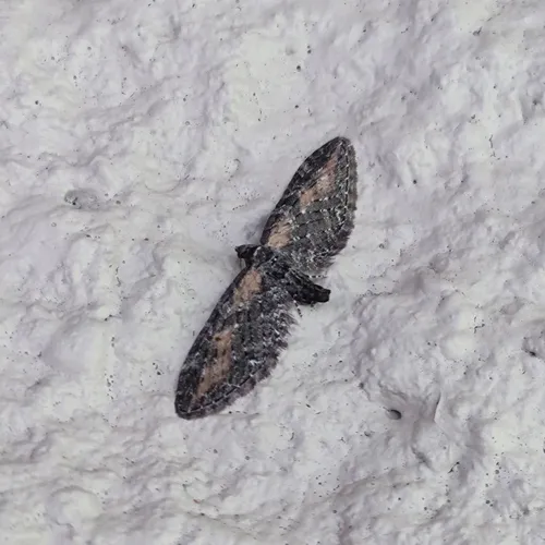 Eupithecia gilvipennata