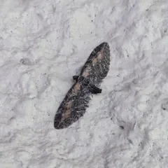 Eupithecia gilvipennata thumbnail 1