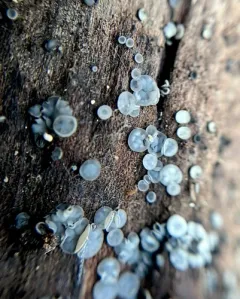 Mollisia discolor thumbnail 2