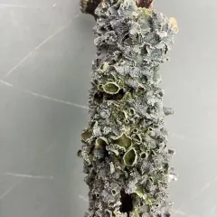 Eastern speckled shield lichen thumbnail 3