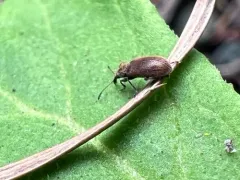 Cimberis decipiens thumbnail 1