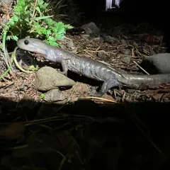 Jefferson Salamander thumbnail 4