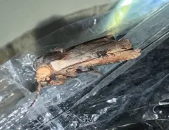 Gray Swordgrass Moth thumbnail 4