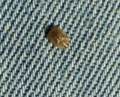 Cassida flaveola thumbnail 2