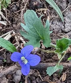 wavy-leaved violet thumbnail 2
