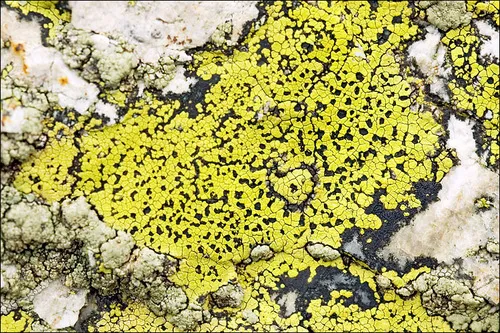 yellow map lichen