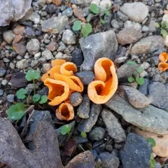 orange peel fungus thumbnail 2