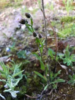 Tall Bitter Fleabane thumbnail 4