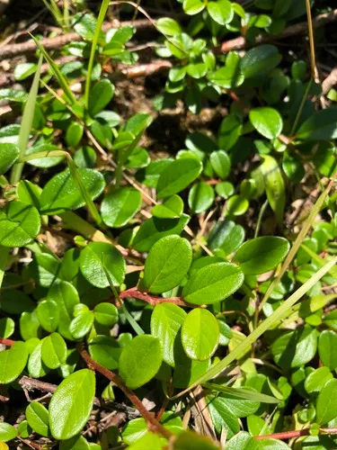 Bearberry Cotoneaster