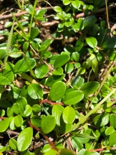 Bearberry Cotoneaster thumbnail 1
