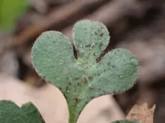 Coville's phacelia thumbnail 2