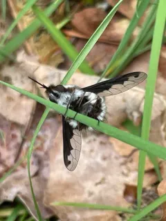 Bombylius anthophilus thumbnail 4