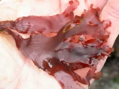 Hymenena flabelligera thumbnail 1