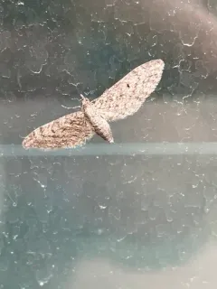 Eupithecia matheri thumbnail 2