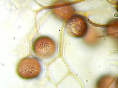 Lamproderma aeneum