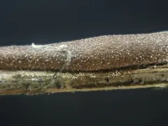 Polyschismium carestianum thumbnail 3