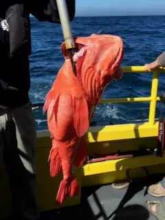 Shortraker Rockfish thumbnail 4